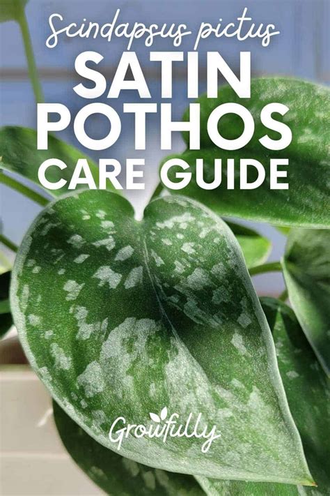 How to Grow and Care for Satin Pothos - The Spruce - muktibox.com