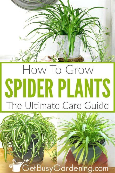 How to Grow and Care for Spider Plant - The Spruce - raincitystudios.com