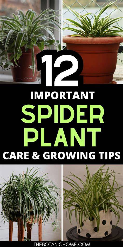 How to Grow and Care for Spider Plants - raincitystudios.com