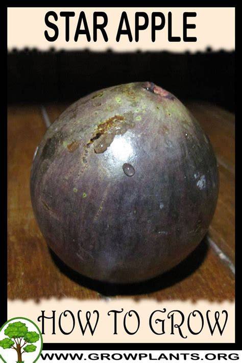How to Grow and Care for Star apple - PictureThis - raincitystudios.com