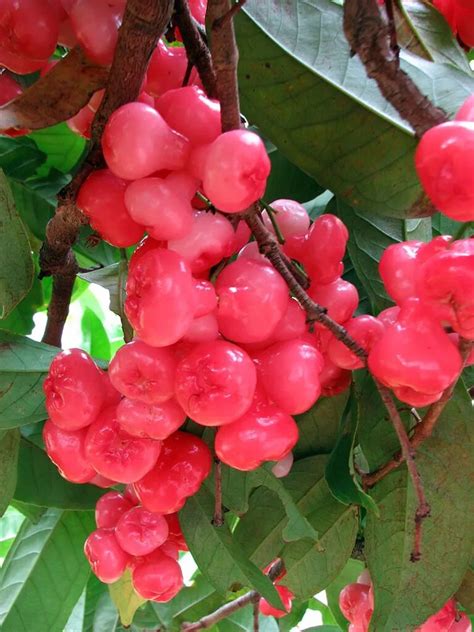 How to Grow and Care for Watery rose apple - PictureThis - raincitystudios.com