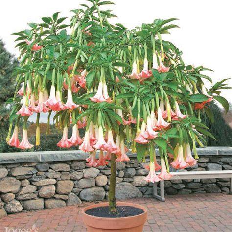 How to Grow Angels Trumpets - Brugmansias and … - raincitystudios.com