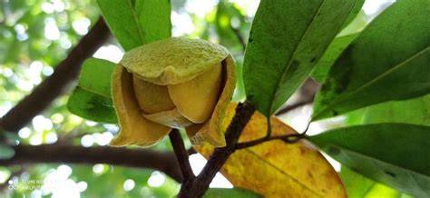 How To Grow Annona muricata | EarthOne - raincitystudios.com