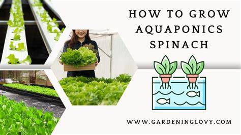 How To Grow Aquaponics Spinach Faster At Home (2026) - raincitystudios.com