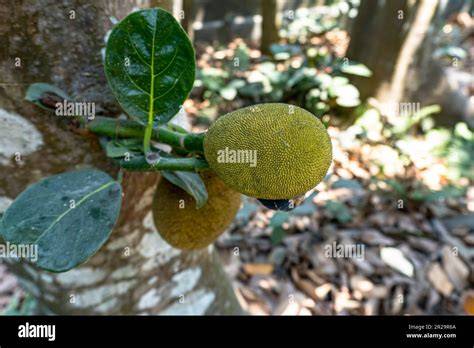 How To Grow Artocarpus heterophyllus | EarthOne - raincitystudios.com