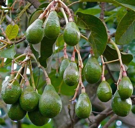 How to Grow Avocado (Persea Americana) - raincitystudios.com