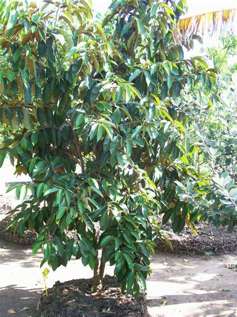 How to grow caimito tree (star apple) - Exotic fruits and vegetables - raincitystudios.com