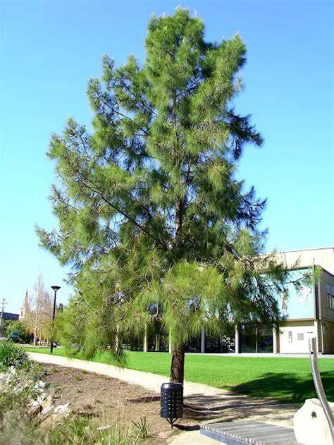 How To Grow Casuarina equisetifolia | EarthOne - raincitystudios.com