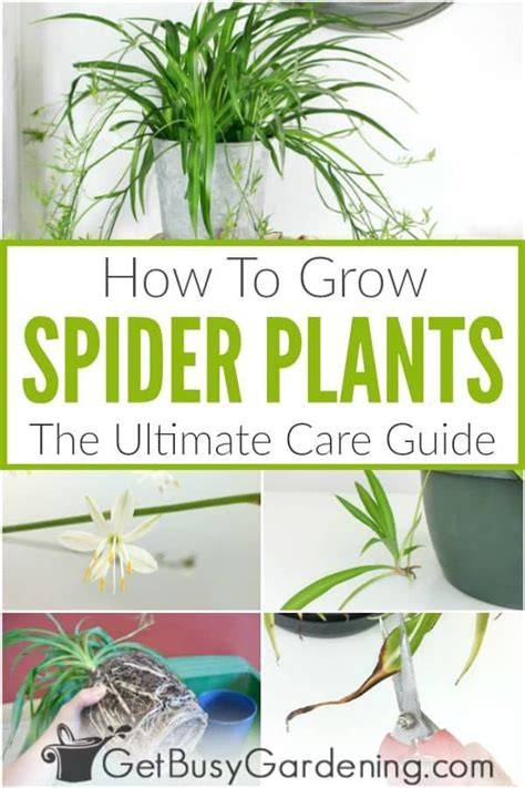 How To Grow Chlorophytum comosum | EarthOne - raincitystudios.com
