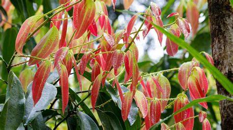 How to Grow Cinnamon: Expert Tips for Caring for … - raincitystudios.com