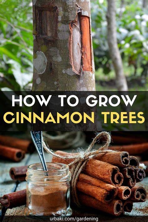 How to Grow Cinnamon (with Pictures) - wikiHow - raincitystudios.com