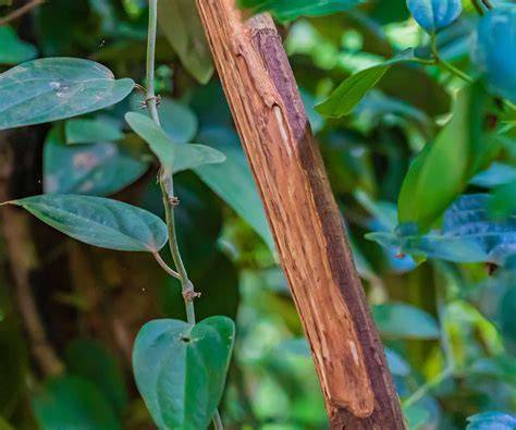 How to Grow Cinnamon Plant - raincitystudios.com