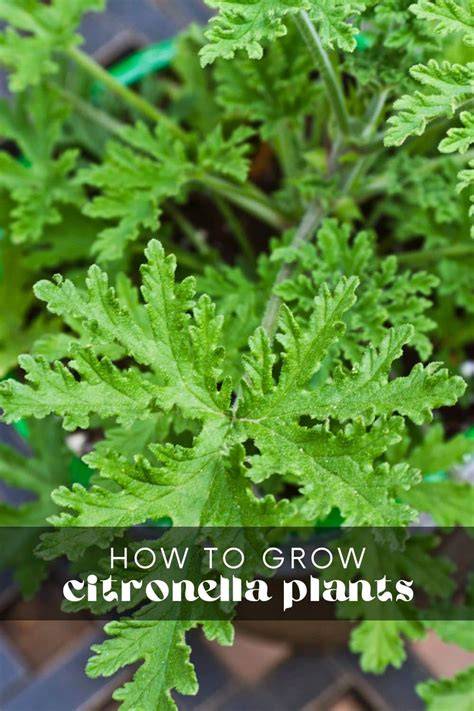 How to Grow Citronella Plant Outdoors - Bob Vila - raincitystudios.com