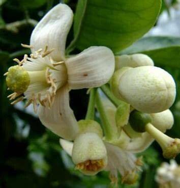 How To Grow Citrus maxima | EarthOne - raincitystudios.com