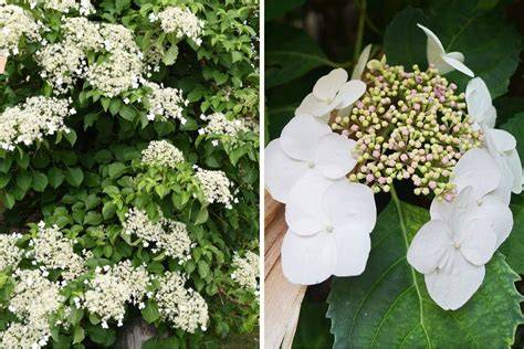 How to grow climbing hydrangeas - Homes & Gardens - raincitystudios.com