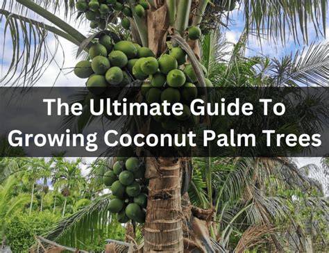 How to Grow Coconut from Coconut: The Ultimate Guide to Coconut Farming ... - raincitystudios.com