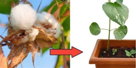 How to Grow Cotton: A Comprehensive Guide - raincitystudios.com