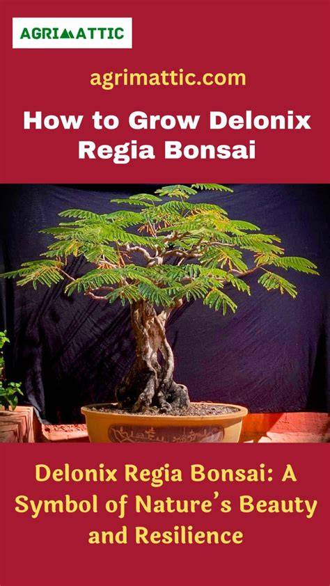 How To Grow Delonix regia | EarthOne - raincitystudios.com