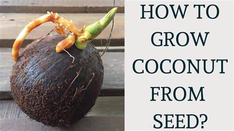 How To Grow Dwarf Coconut Tree From Seed - raincitystudios.com