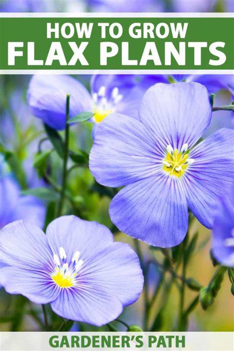 How to Grow Flax for Seed or Fiber - Biology Insights - raincitystudios.com