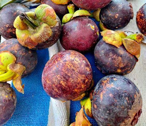 How To Grow Garcinia mangostana | EarthOne - raincitystudios.com