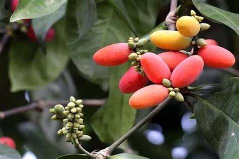 How To Grow Gnetum gnemon | EarthOne - raincitystudios.com