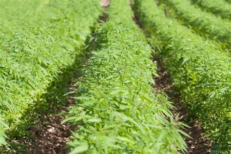 How to Grow Hemp: A Practical Guide to Hemp Farming - raincitystudios.com