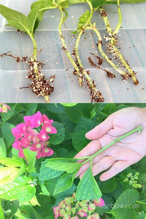 How to Grow Hydrangeas from Cuttings - raincitystudios.com