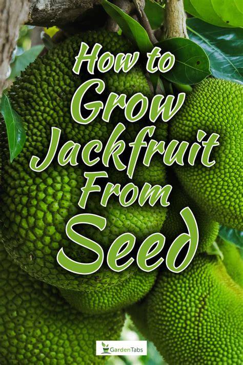 How to Grow Jackfruit (with Pictures) - wikiHow - raincitystudios.com