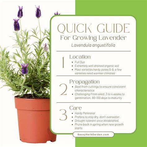 How to Grow Lavender: Guide to Planting and Care - raincitystudios.com