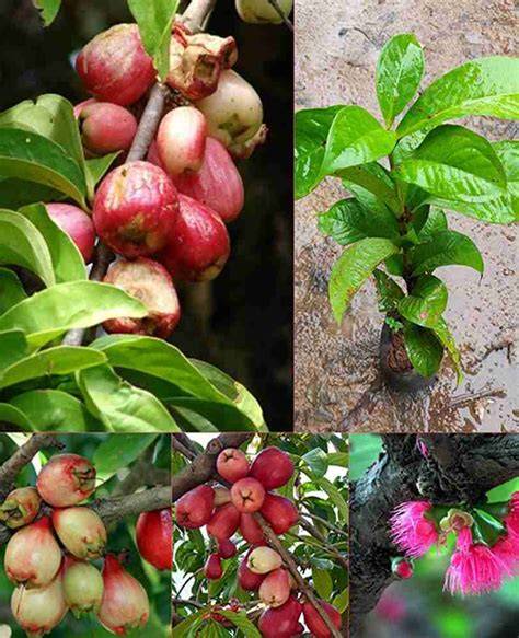 How to Grow Malay Apple: From Soil to Sun - raincitystudios.com