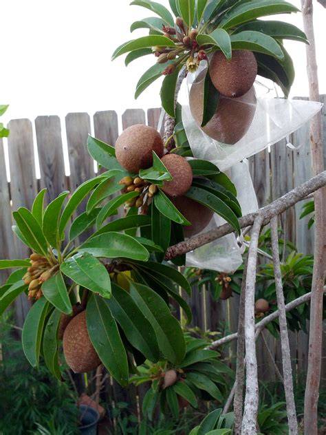 How To Grow Manilkara zapota | EarthOne - raincitystudios.com