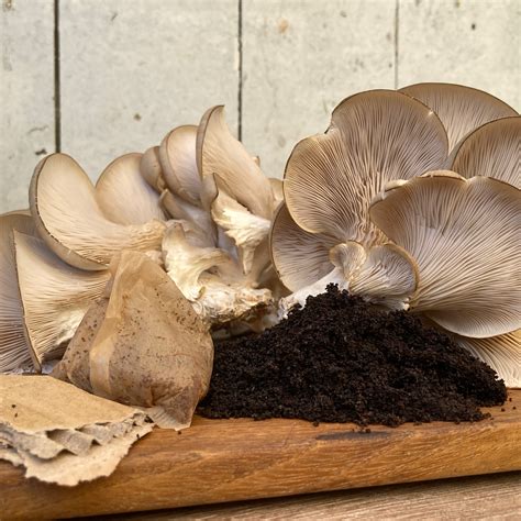 How To Grow Mushrooms - Fungi Ally - muktibox.com