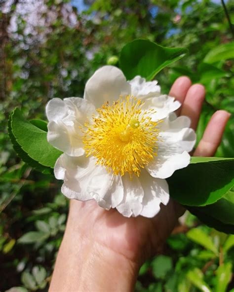 How to Grow Nagkesar Flower | Ceylon Ironwood - raincitystudios.com