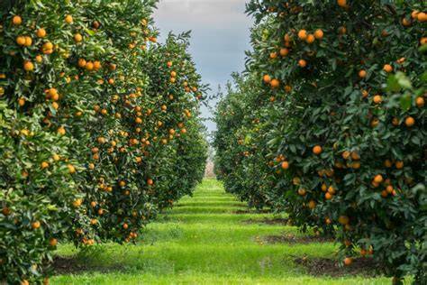How to Grow Orange Trees Commercially: Complete Guide to Profitable ... - raincitystudios.com