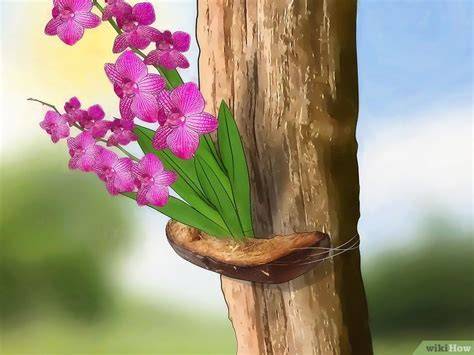 How to Grow Orchids Outside - wikiHow - raincitystudios.com