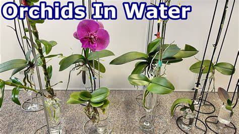 How to grow orchids - BBC Gardeners World Magazine - raincitystudios.com
