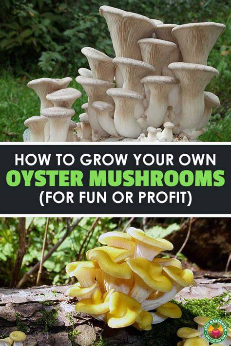 How To Grow Oyster Mushrooms Step-By-Step - Epic … - raincitystudios.com