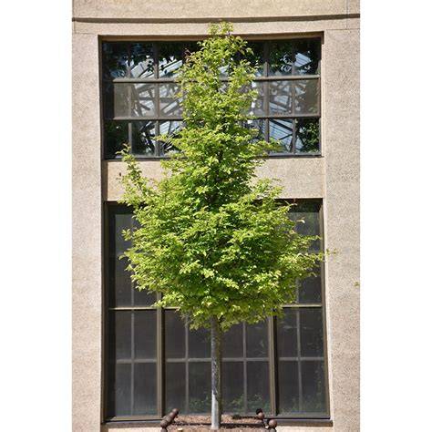 How to grow Parrotia persica - BBC Gardeners … - raincitystudios.com