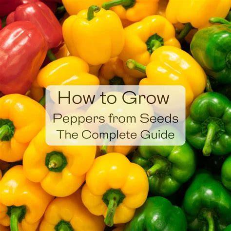 How To Grow Peppers From Seed & When To Start - Get Busy Gardening - raincitystudios.com