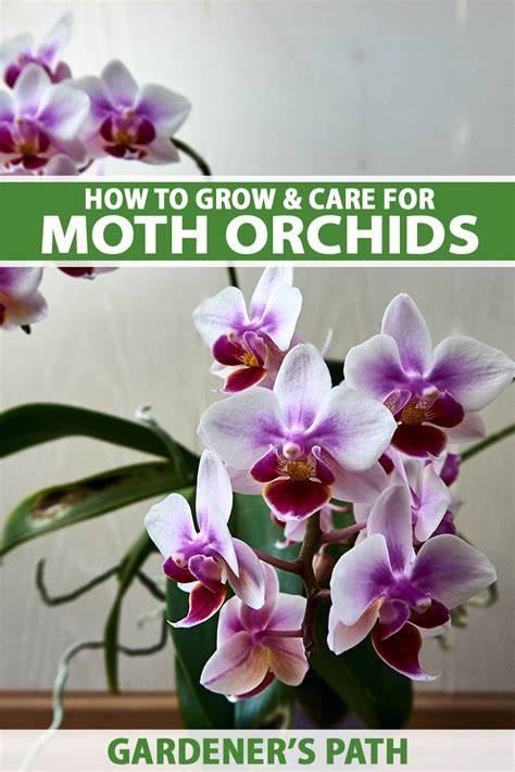 How to grow Phalaenopsis (moth orchids) - RHS Gardening - raincitystudios.com