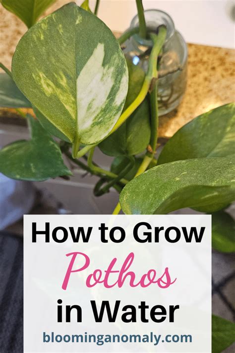 How to Grow Pothos in Water Easily - Epic Gardening - muktibox.com