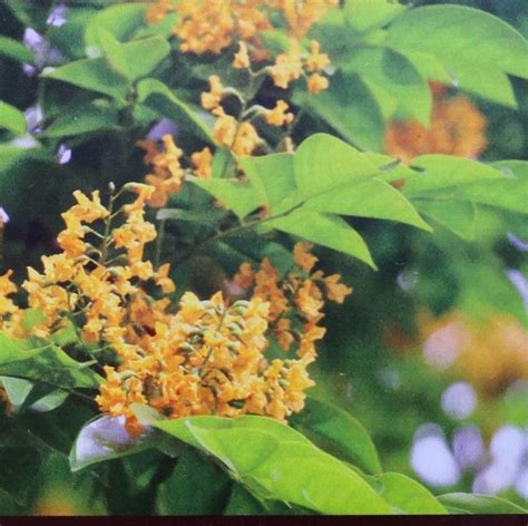 How To Grow Pterocarpus indicus | EarthOne - raincitystudios.com