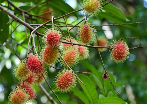 How To Grow Rambutan Fruits – A Complete Guide - Agri Farming - raincitystudios.com