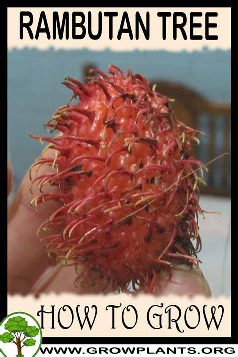 How to Grow Rambutan - Weekand - raincitystudios.com