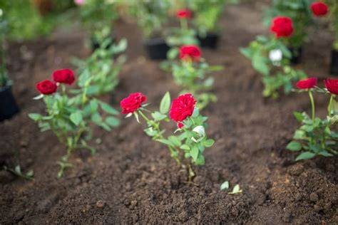 How To Grow Roses For A Gorgeous Garden Full Of … - raincitystudios.com