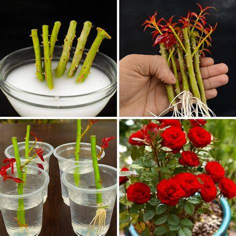 How to Grow Roses from Cuttings in 10 Simple … - raincitystudios.com