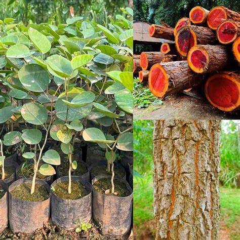 How to Grow Sandalwood Trees (Santalum) - raincitystudios.com