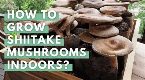 How to grow shiitake mushrooms indoors - raincitystudios.com