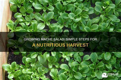 How to Grow Star Apple: Simple Steps for a Delicious and Nutritious ... - raincitystudios.com